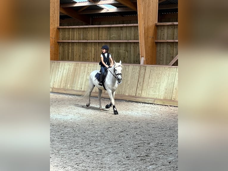 Caballo camargués Caballo castrado 9 años 146 cm White/Blanco in Poucet