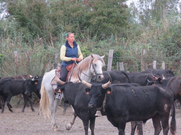 Caballo camargués Semental 4 años 148 cm Tordo in 77948