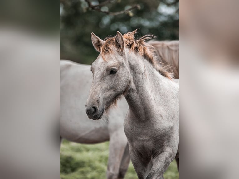 Caballo camargués Semental  in Bad Essen