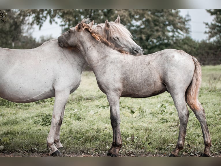 Caballo camargués Semental  in Bad Essen