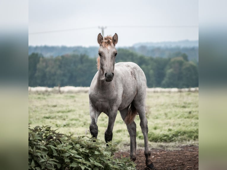 Caballo camargués Semental  in Bad Essen