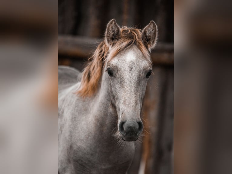 Caballo camargués Semental  in Bad Essen