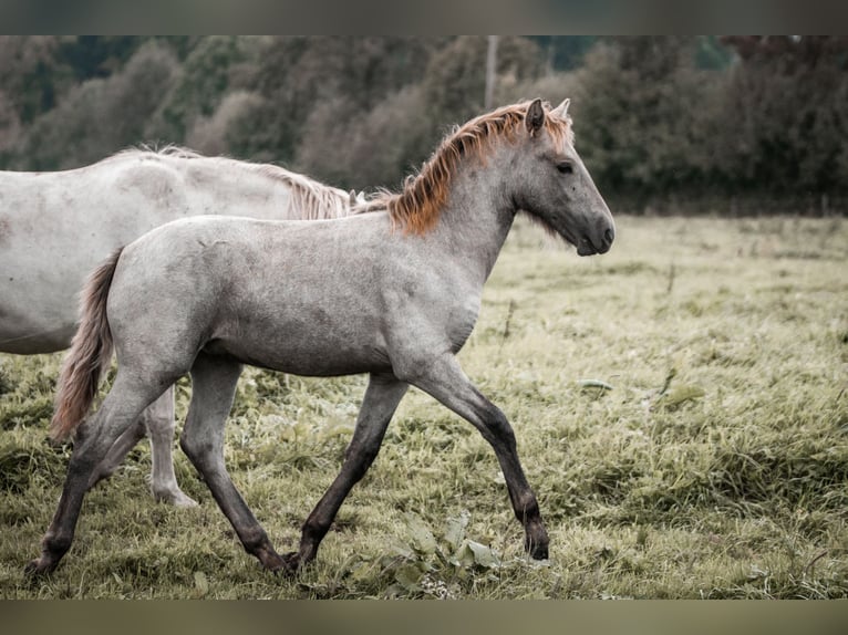 Caballo camargués Semental  in Bad Essen