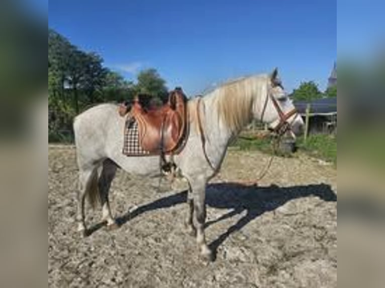 Caballo camargués Semental Tordo in Saint Benoit