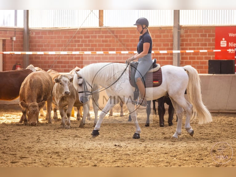 Caballo camargués Semental Tordo in Wesel