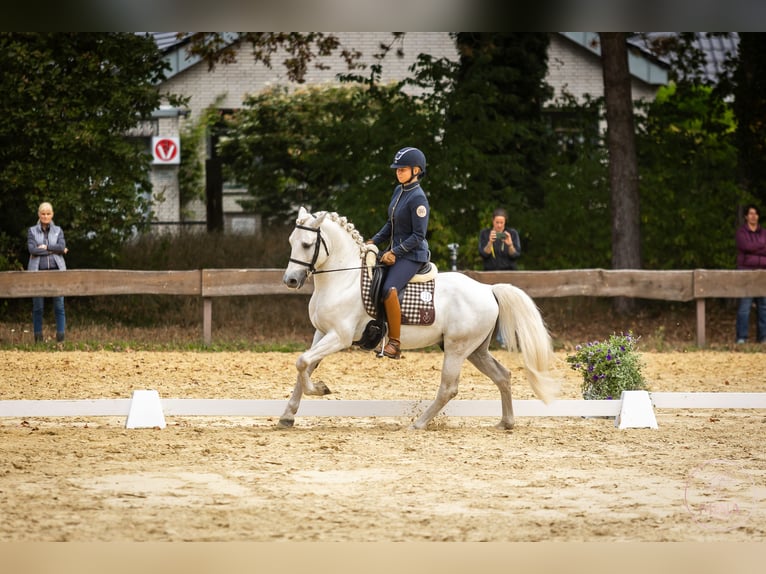 Caballo camargués Semental Tordo in Wesel