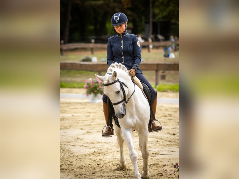 Caballo camargués Semental Tordo in Wesel