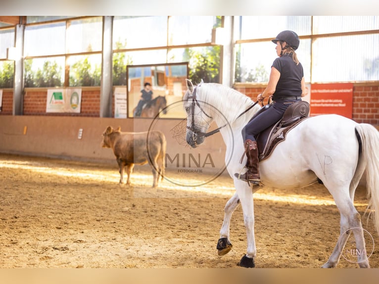 Caballo camargués Semental Tordo in Wesel
