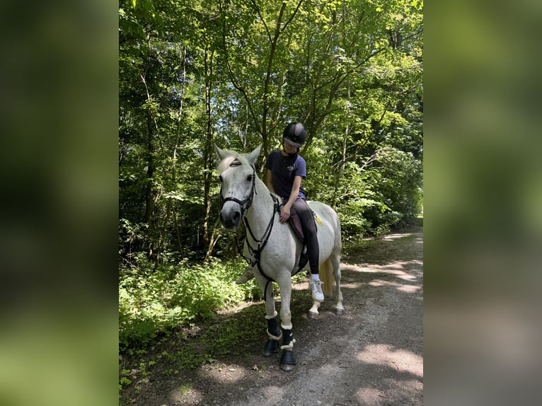 Caballo camargués Yegua 13 años 145 cm in Bochum