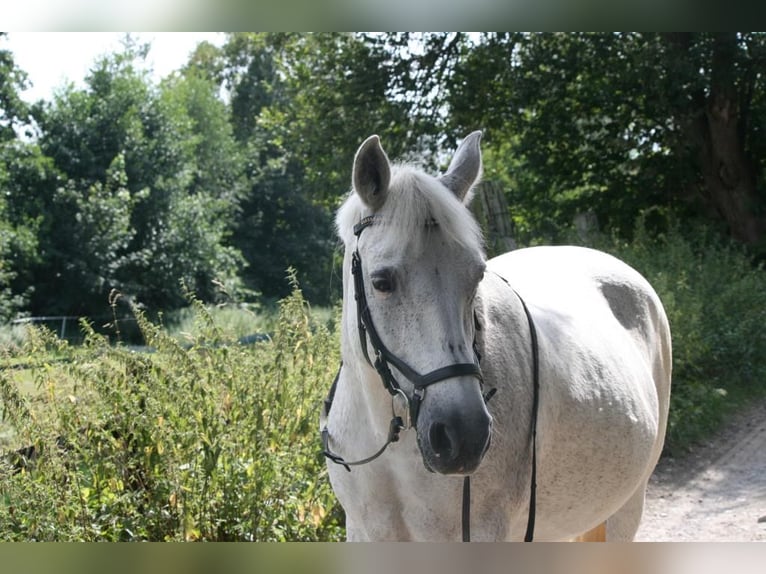 Caballo camargués Yegua 13 años 145 cm in Bochum