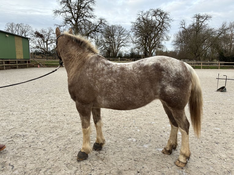 Caballo camargués Mestizo Yegua 14 años 148 cm Ruano alazán in Le Renouard