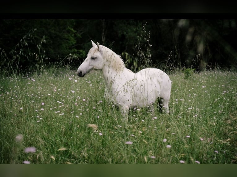 Caballo camargués Yegua 15 años 145 cm Tordo in Moussac