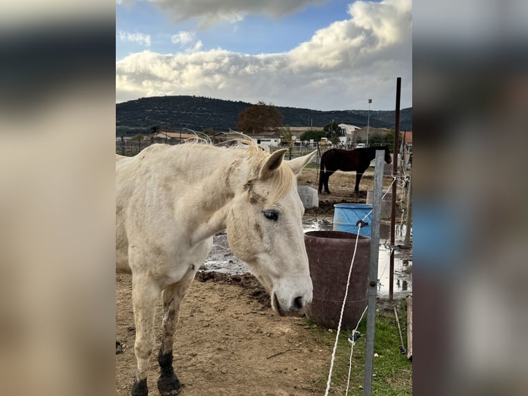 Caballo camargués Mestizo Yegua 15 años 150 cm Tordo in Vic la gardiole