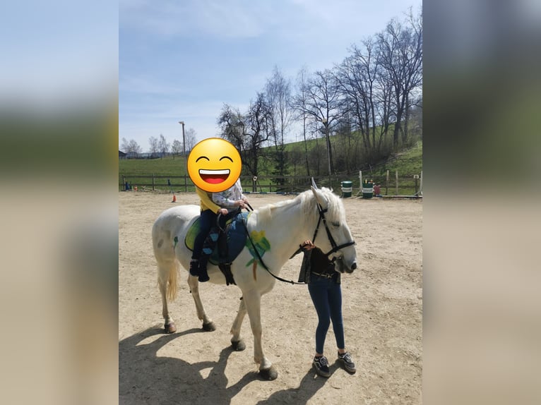 Caballo camargués Yegua 16 años 142 cm Tordo in Tragwein