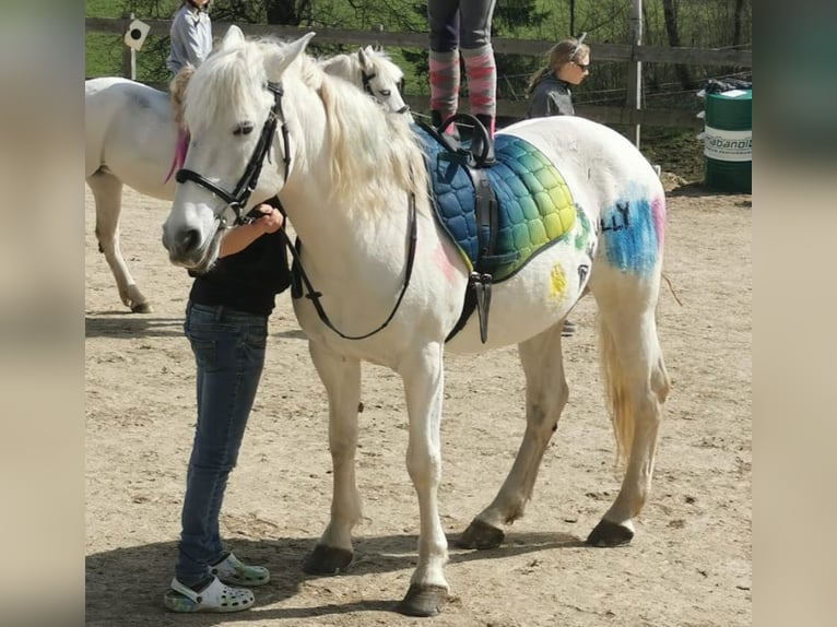 Caballo camargués Yegua 16 años 142 cm Tordo in Tragwein