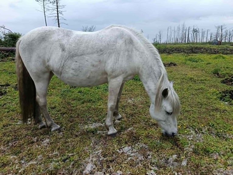 Caballo camargués Yegua 18 años 140 cm Tordo in Hostens