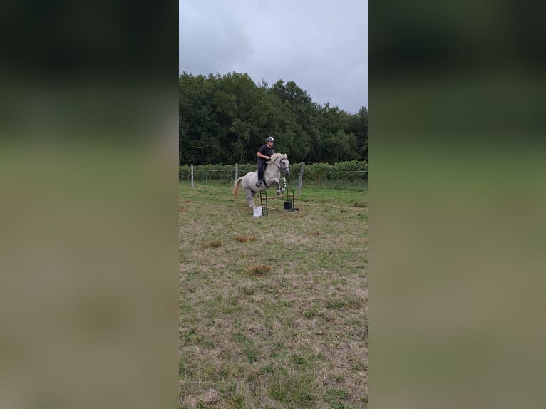 Caballo camargués Mestizo Yegua 19 años 155 cm Tordo in Jonzac