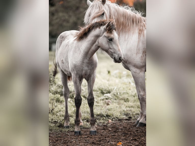 Caballo camargués Yegua 1 año Tordo in Bad Essen