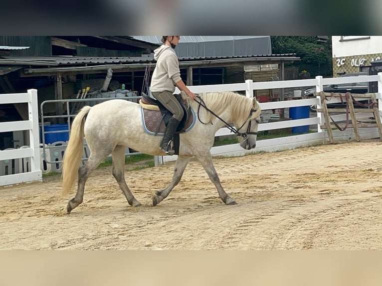 Caballo camargués Yegua 5 años 148 cm Tordo in Morsbach