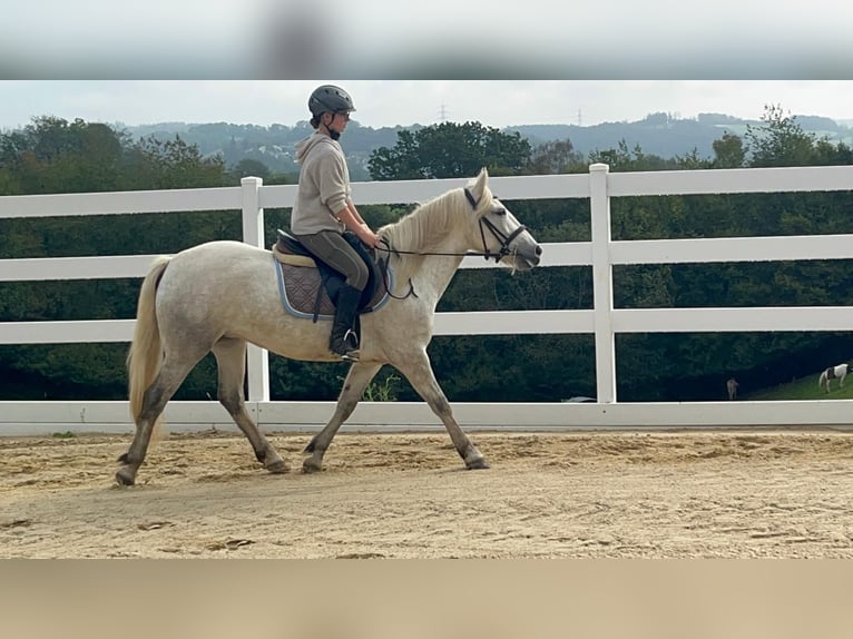 Caballo camargués Yegua 5 años 148 cm Tordo in Morsbach