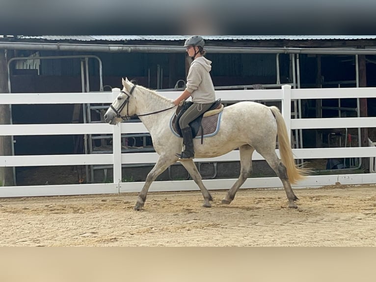 Caballo camargués Yegua 5 años 148 cm Tordo in Morsbach