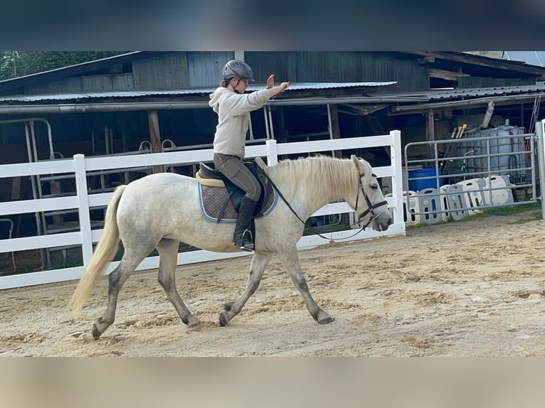 Caballo camargués Yegua 5 años 148 cm Tordo in Morsbach