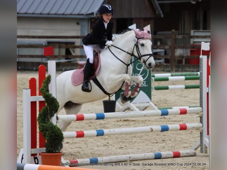 Caballo camargués Yegua 7 años 143 cm White/Blanco in Strassen