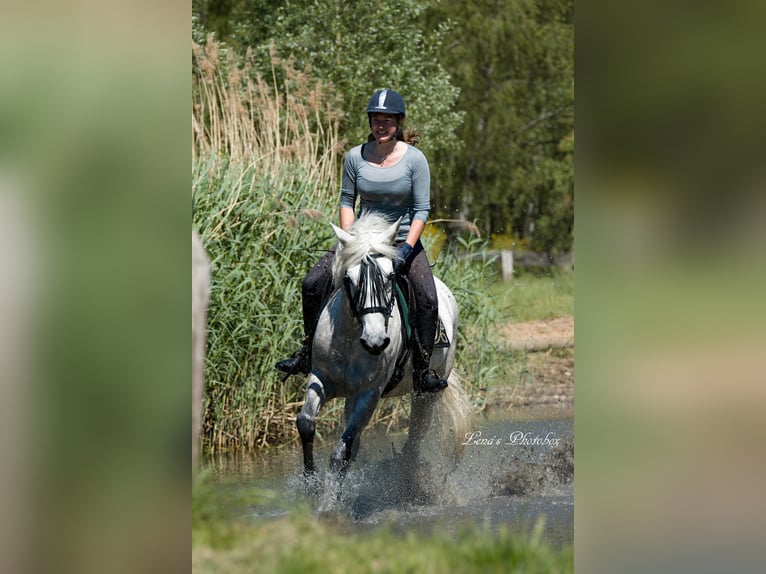 Caballo camargués Yegua 7 años 148 cm Tordo in Wesel