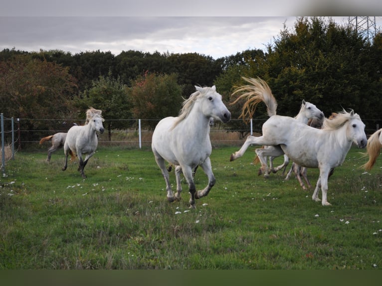 Caballo camargués Yegua 7 años 148 cm Tordo in Wesel