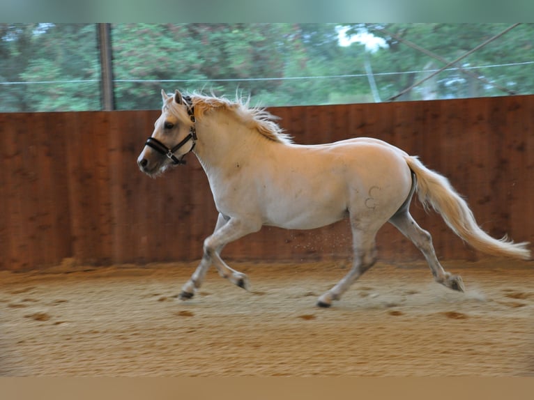 Caballo camargués Yegua 7 años 148 cm Tordo in Wesel