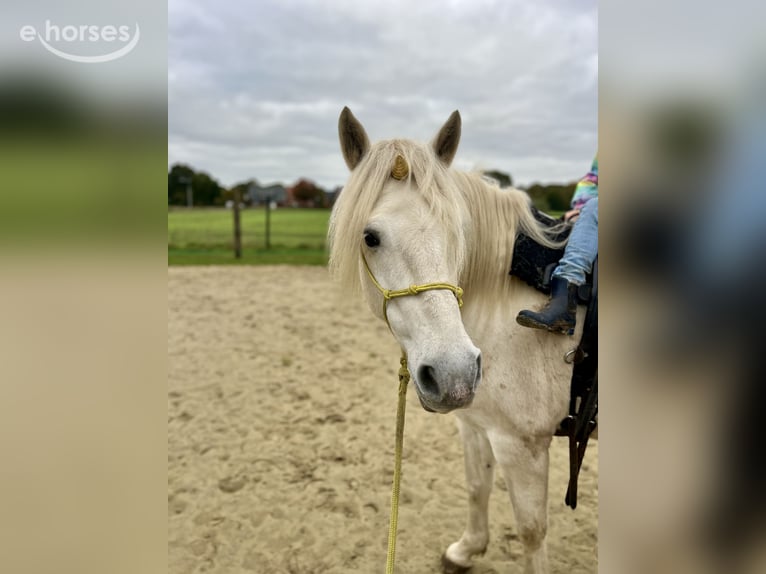 Caballo camargués Yegua 8 años 148 cm Tordo in Ochtrup