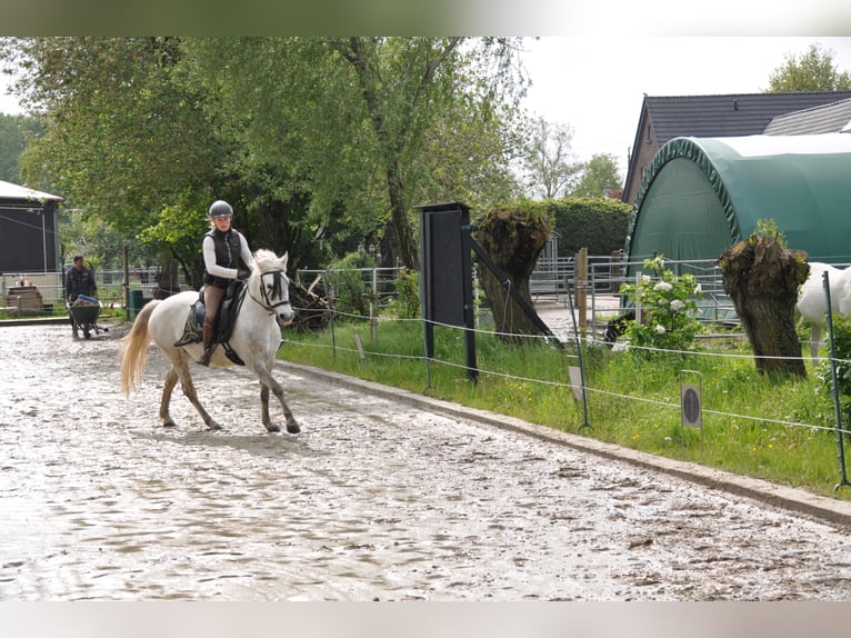 Caballo camargués Yegua 8 años 148 cm Tordo in Wesel