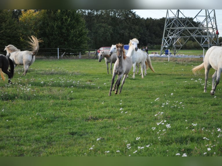 Caballo camargués Yegua 8 años 148 cm Tordo in Wesel