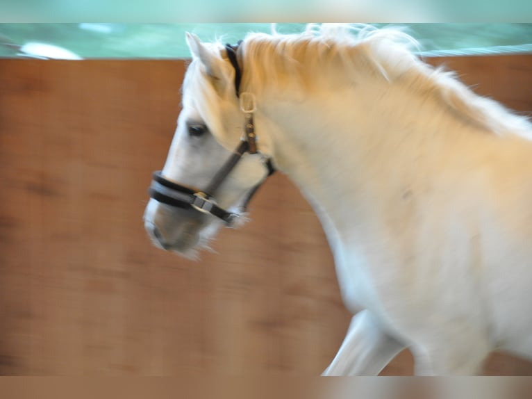 Caballo camargués Yegua 8 años 148 cm Tordo in Wesel