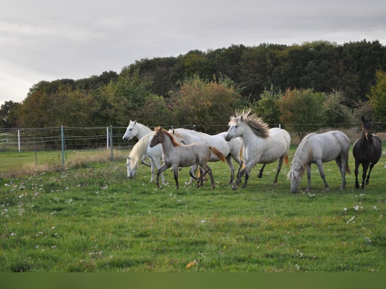 Caballo camargués Yegua 8 años 148 cm Tordo in Wesel