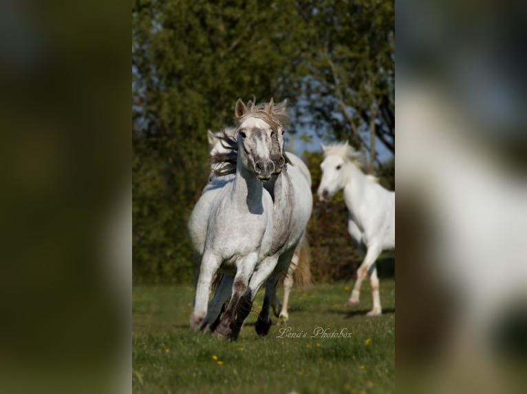 Caballo camargués Yegua 8 años 148 cm Tordo in Wesel