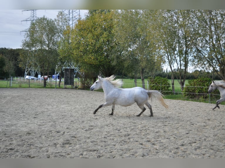 Caballo camargués Yegua 8 años 148 cm Tordo in Wesel