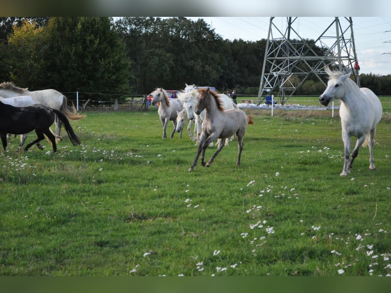 Caballo camargués Yegua 8 años 148 cm Tordo in Wesel