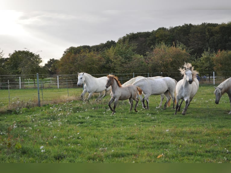 Caballo camargués Yegua 8 años 148 cm Tordo in Wesel