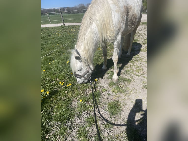 Caballo camargués Yegua 8 años 153 cm Tordo in Tönisvorst