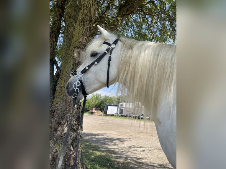 Caballo camargués Yegua 8 años 153 cm Tordo in Tönisvorst