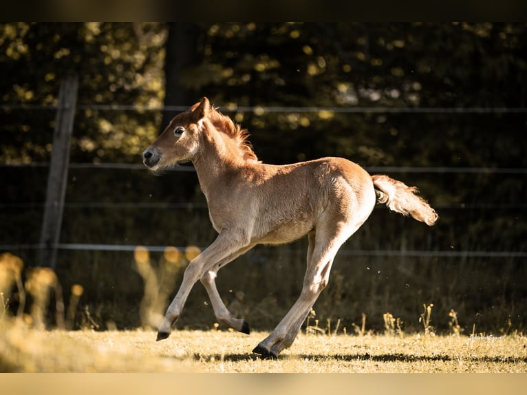 Caballo camargués Yegua Potro (05/2026) 147 cm Tordo in Scheffau am Wilden Kaiser