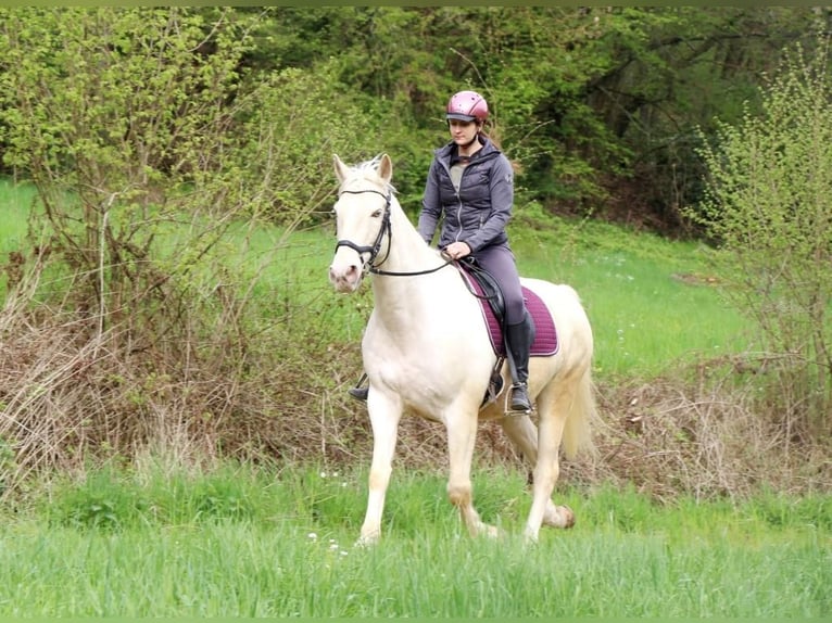 Caballo cremello / Creme horse Mestizo Caballo castrado 12 años 160 cm Champán in Schmittweiler