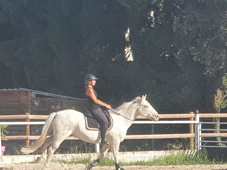 Caballo cremello / Creme horse Caballo castrado 15 años 162 cm Cremello in Jonquerettes