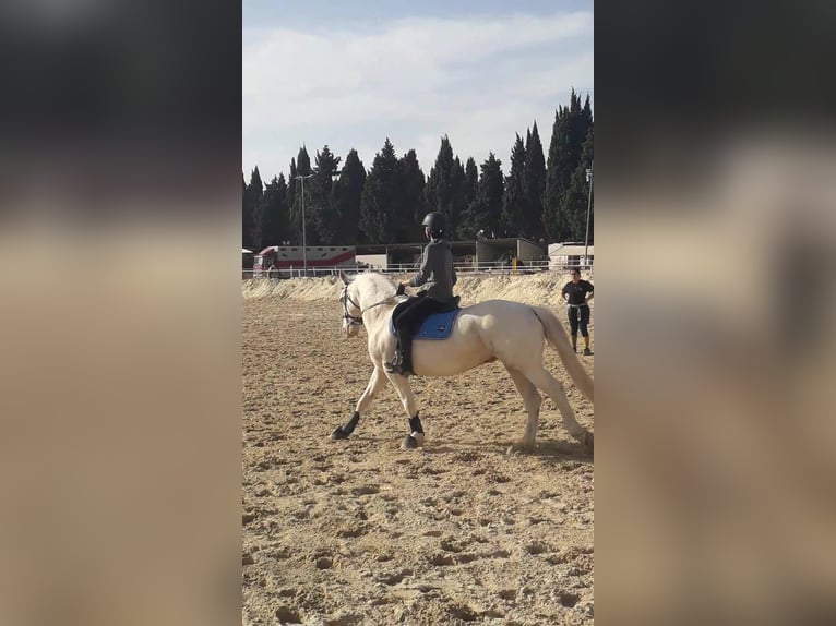 Caballo cremello / Creme horse Caballo castrado 15 años 162 cm Cremello in Jonquerettes