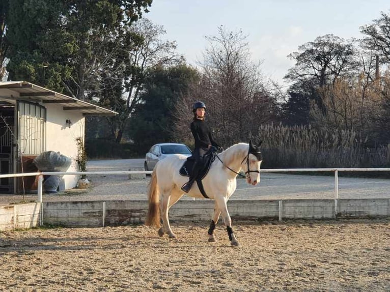 Caballo cremello / Creme horse Caballo castrado 15 años 162 cm Cremello in Jonquerettes