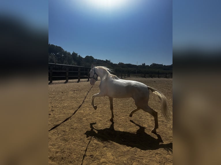 Caballo cremello / Creme horse Caballo castrado 4 años 160 cm Cremello in Castellbisbal