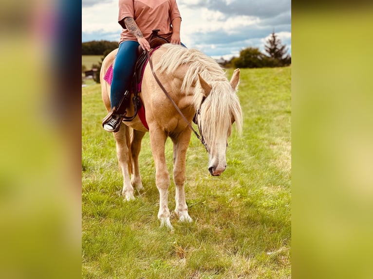 Caballo cremello / Creme horse Caballo castrado 4 años 165 cm Cremello in Linnich