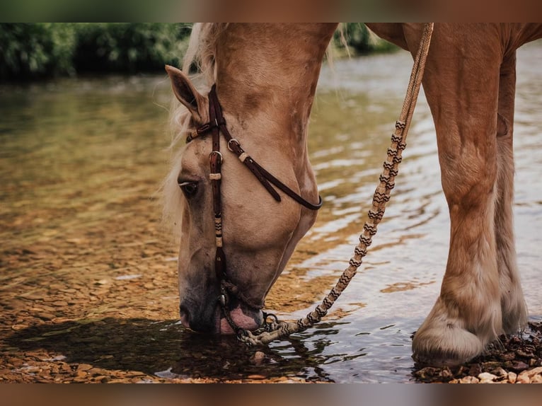 Caballo cremello / Creme horse Caballo castrado 5 años 147 cm Palomino in Ocala FL