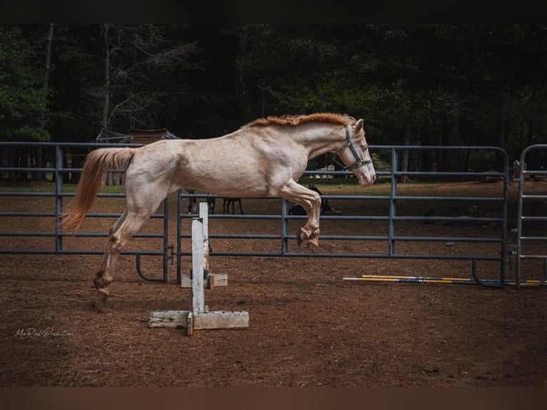Caballo cremello / Creme horse Caballo castrado 7 años 152 cm Cremello in Lancaster